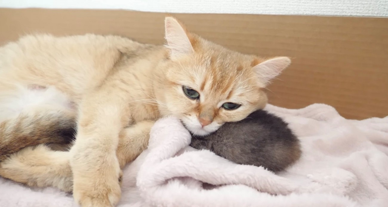 再度子猫を枕にする母猫