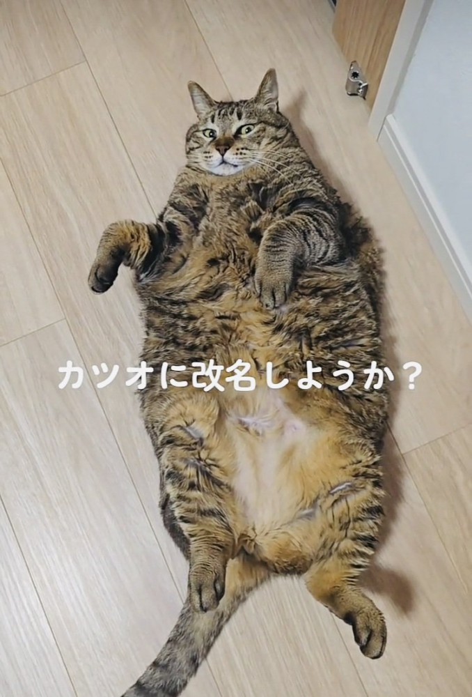 フローリングに仰向けに寝るキジトラ猫