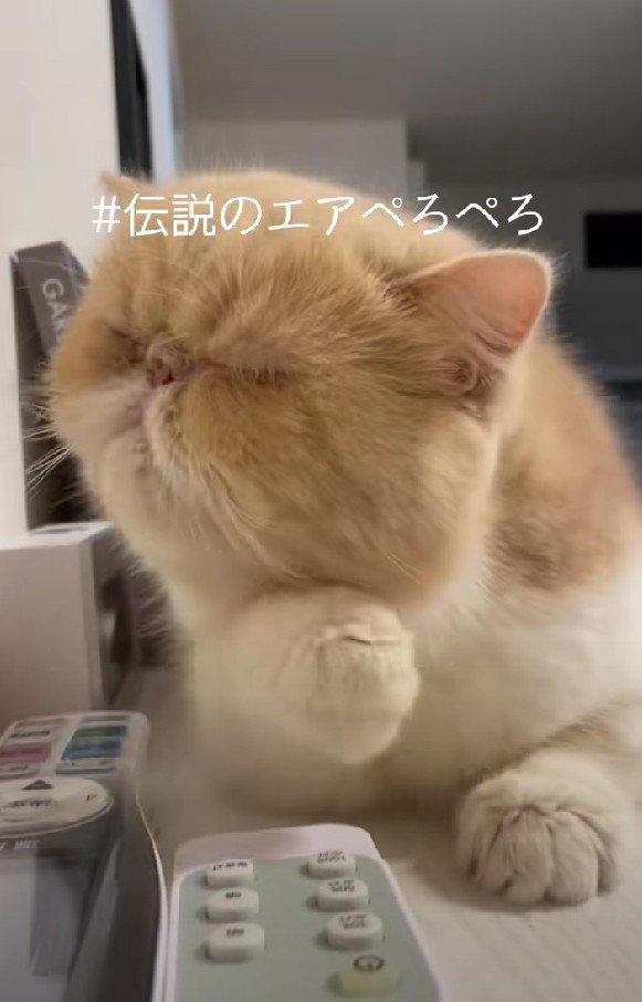 エアぺろぺろをするCoCoちゃん