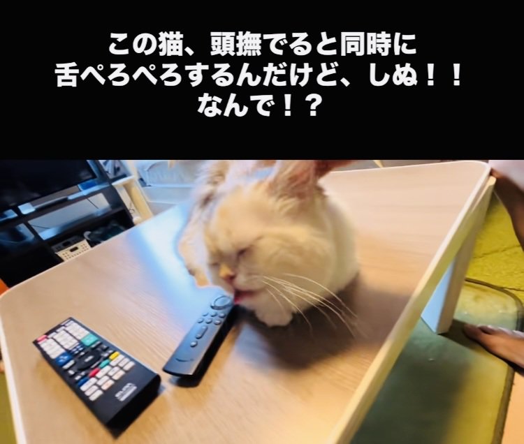 投稿主さんに頭を撫でられ舌をぺろぺろするミヌエット