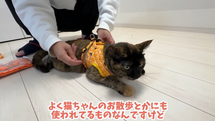 黄色いハーネスのサビ猫