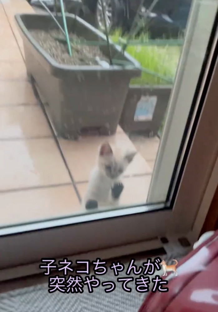 ガラス越しに覗き込む子猫