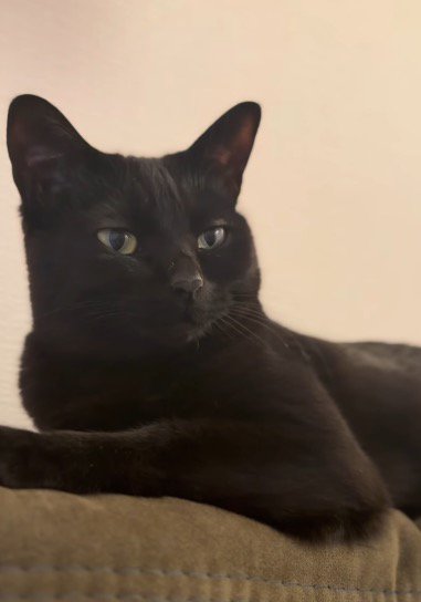 カウチの上でのんびりとくつろぐ猫