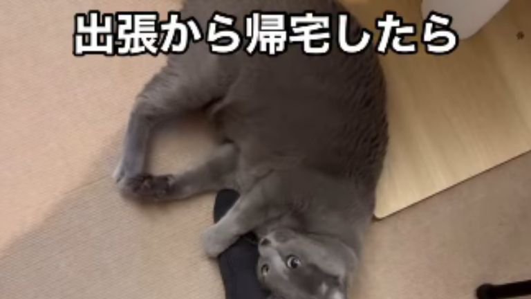 足に抱きつく猫