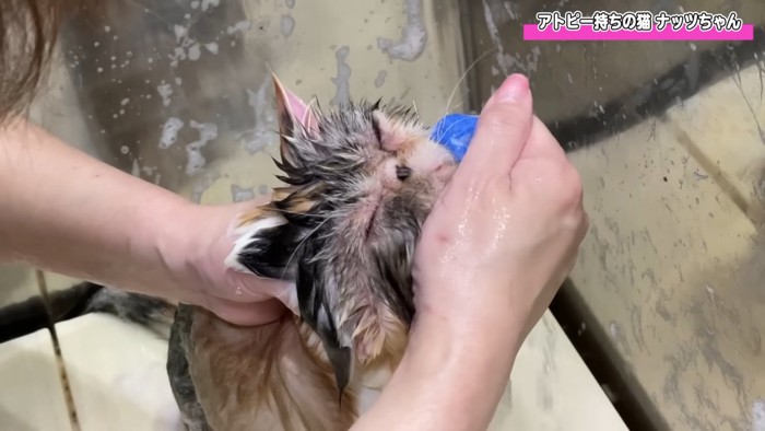 顔を拭かれる猫