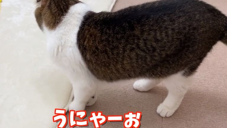 室内にいる猫