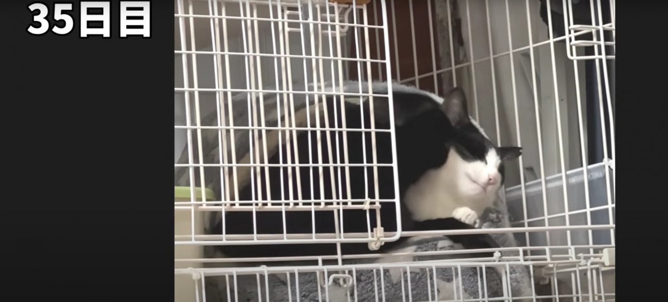 毛づくろいをしている猫たち