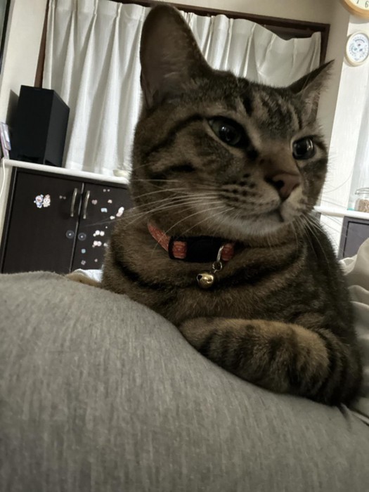 寝そべる猫