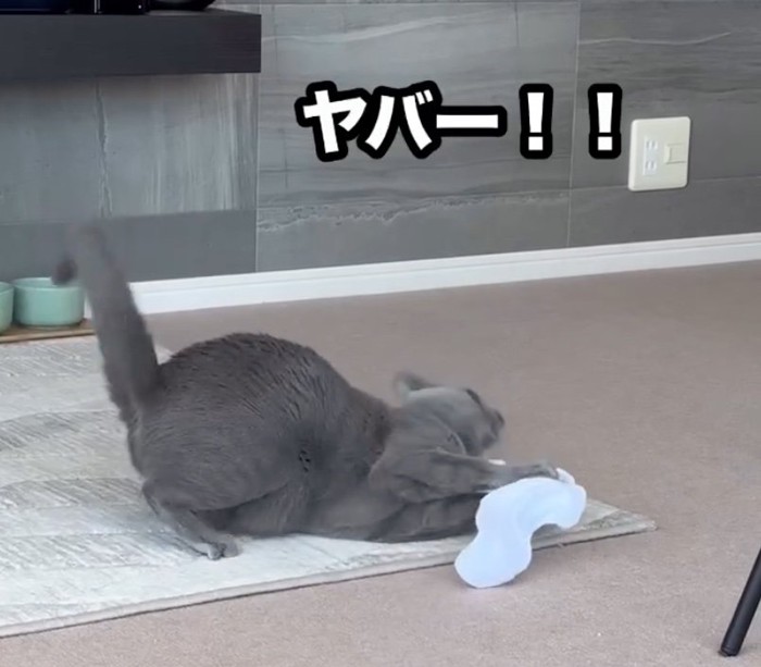 口を開けて倒れ込む%「ヤバー！」と倒れ込んでしまうベルちゃん