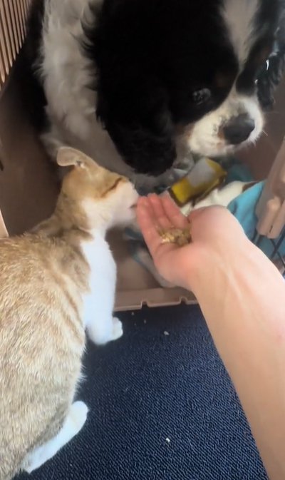 先住犬が食べる様子を眺める子猫