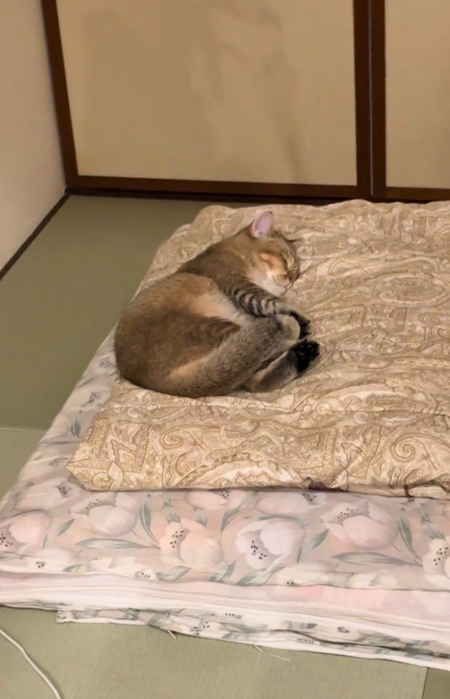 ふとんの上で寝る猫6（少し引き）
