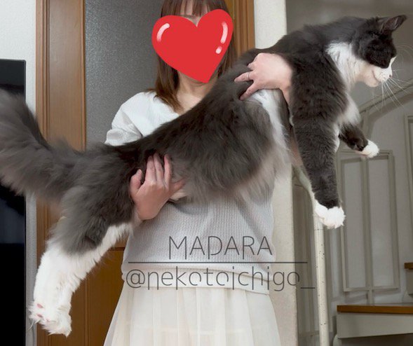 飼い主に抱っこされる猫