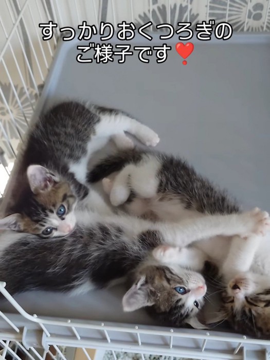 横になっている子猫たち