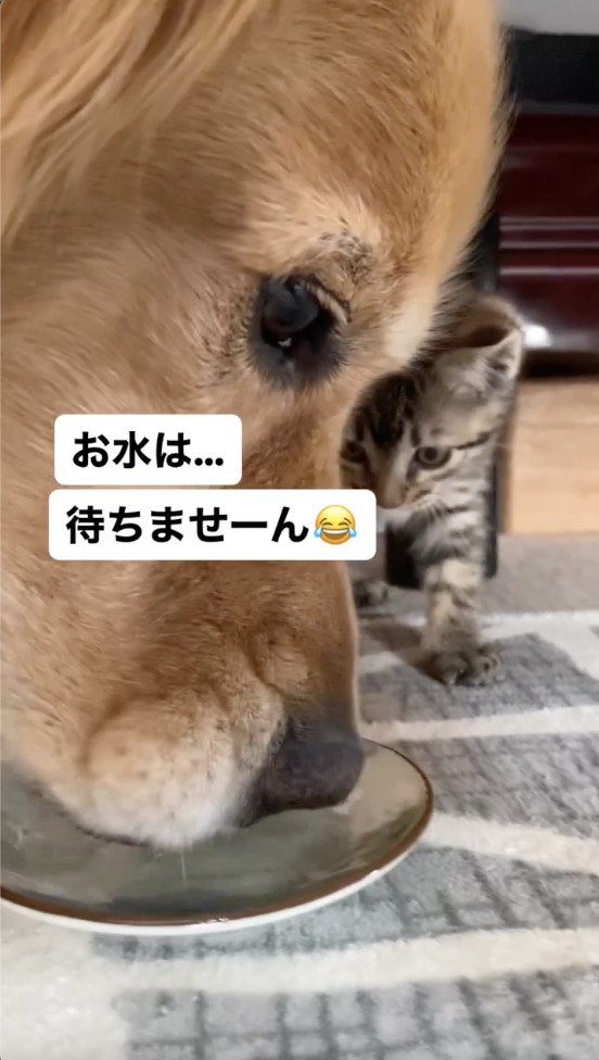 犬が水を飲む姿に後ろに下がる猫