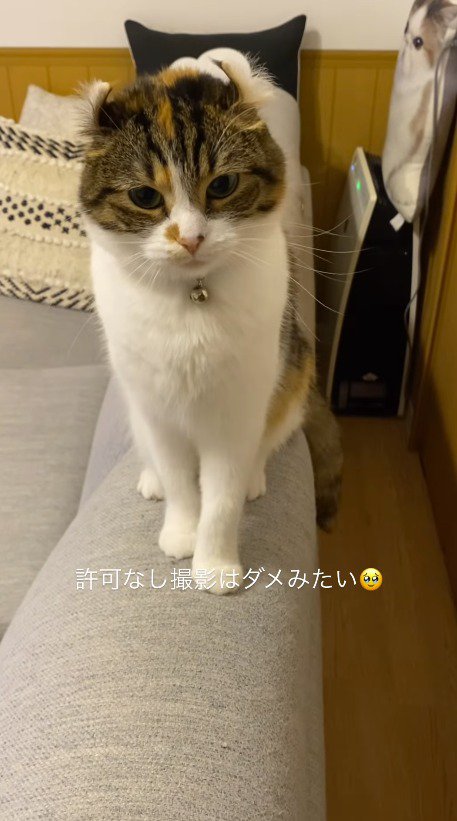 飼い主を見て少し腰を浮かす猫