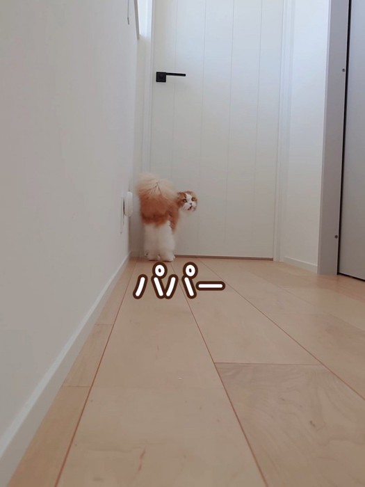 振り向く猫