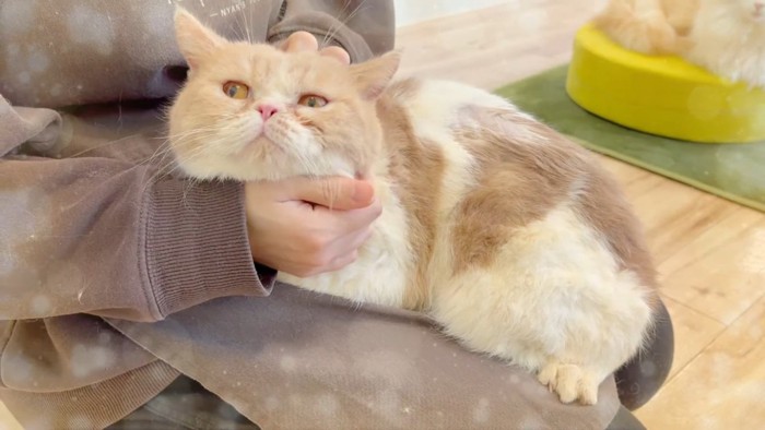 ママに抱っこされるエキゾチックショートヘア