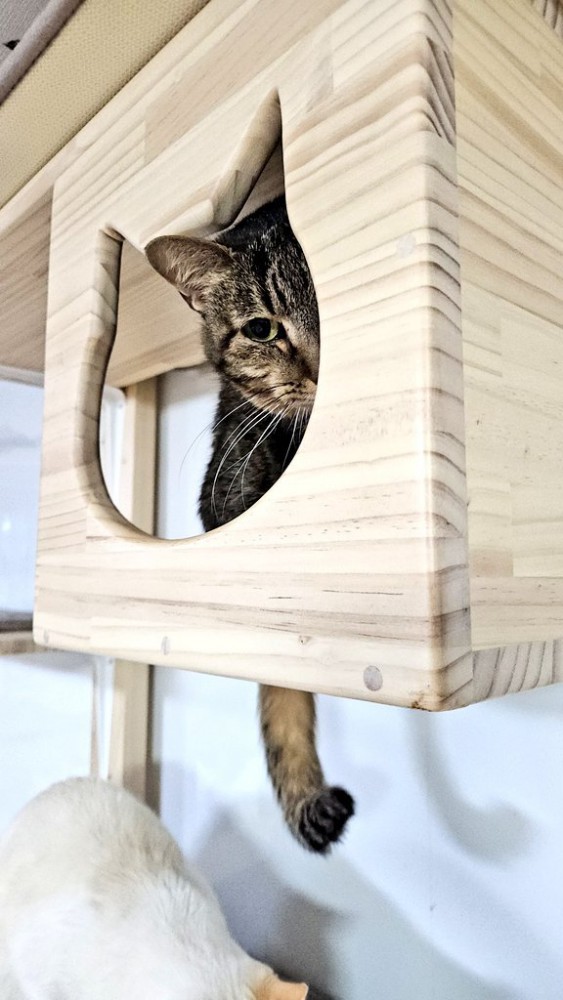 顔を半分出す猫