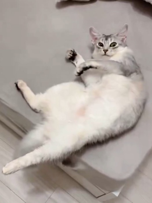 寝転んで飼い主を不思議そうな顔で見つめる猫