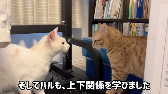 「そしてハルも、上下関係を学びました」のテロップ写真