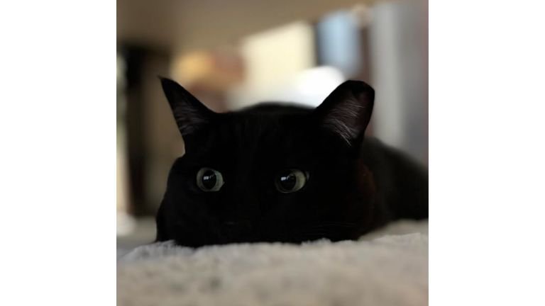 室内にいる猫