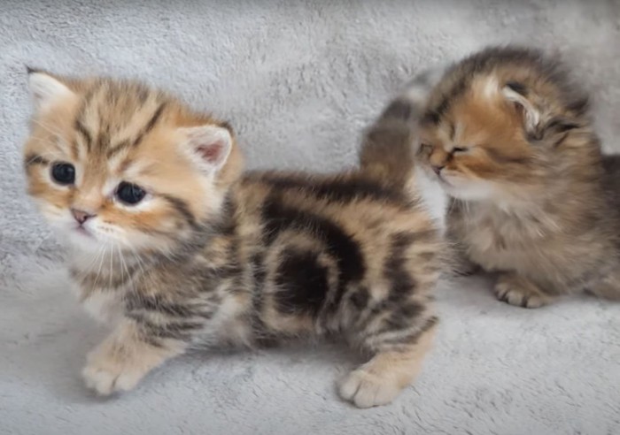 尻尾を顔に当てられる子猫