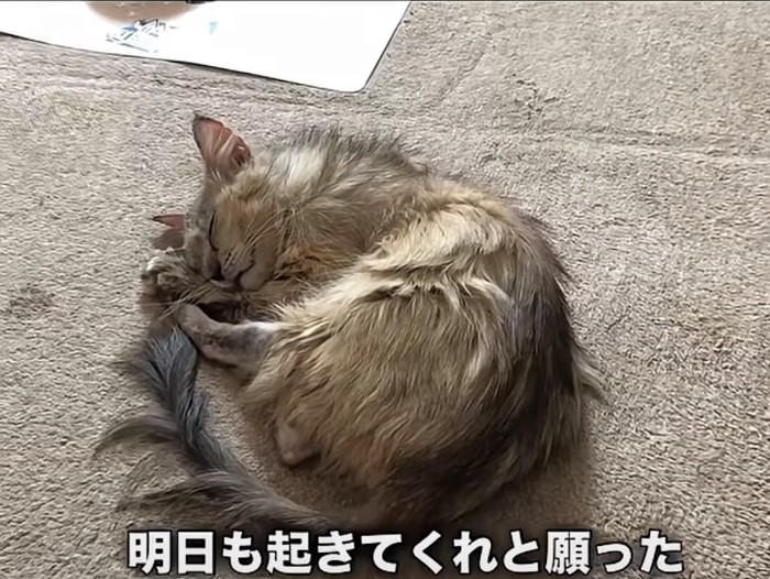 丸まって眠る保護猫