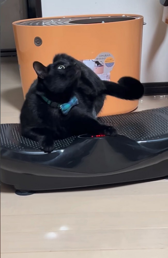 ブルブルマシンに乗る黒猫9