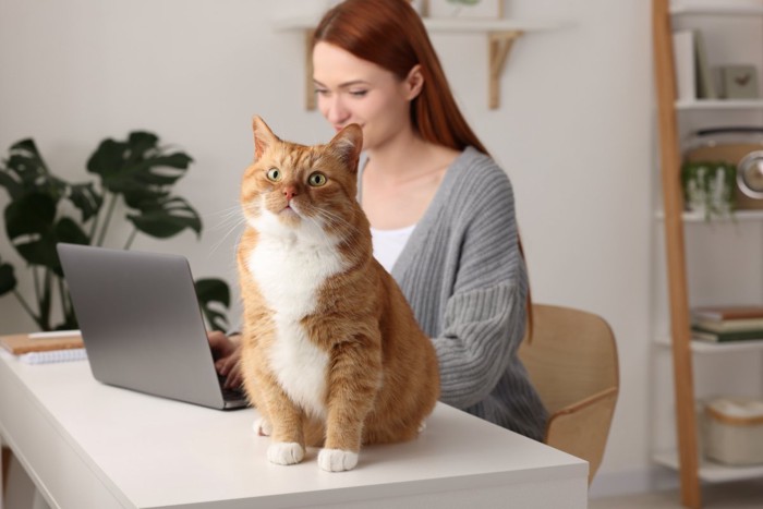 モニタを見つめる女性と正面を見つめる猫