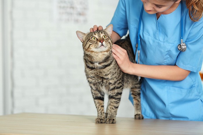 獣医師になでられる猫