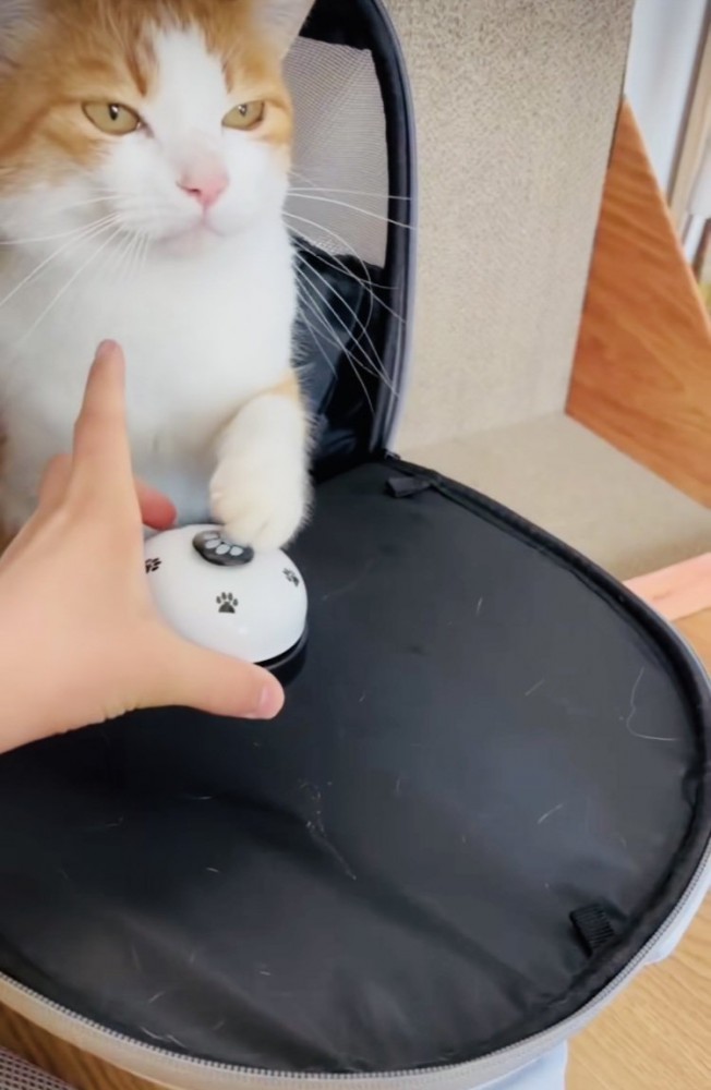 ベルを鳴らす茶白猫