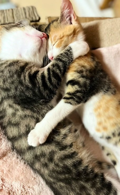 抱き合って眠る2匹の子猫のドアップ