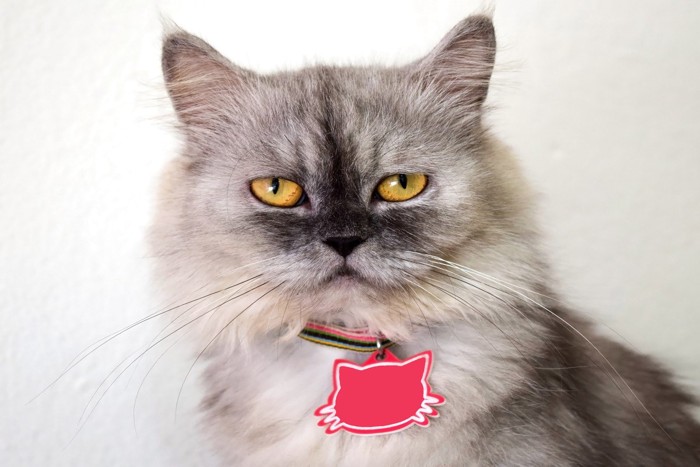 ネームタグをつけた猫