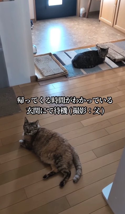玄関でくつろぐ2匹の猫
