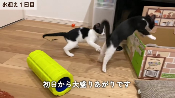 追いかけっこする2匹の子猫