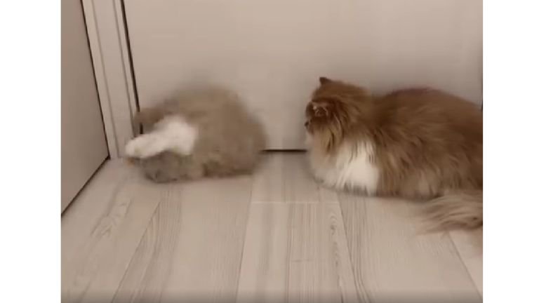 ドアの前の猫たち