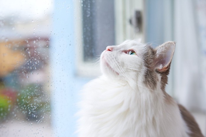 雨の様子を見つめる猫