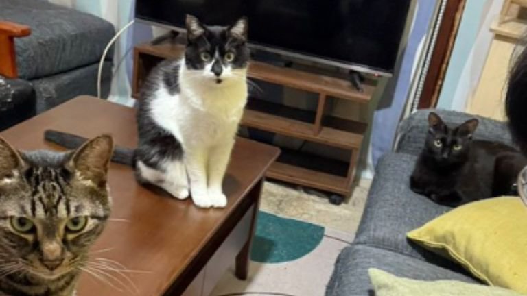 室内にいる猫たち