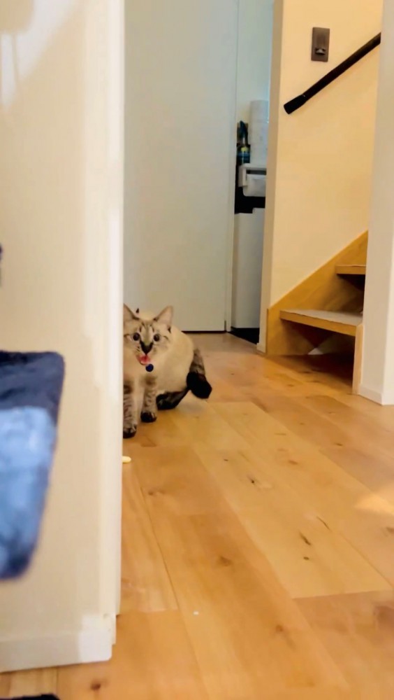 向かってくるシャムトラ