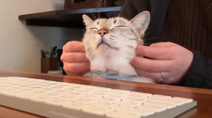 ほっぺを触られる猫