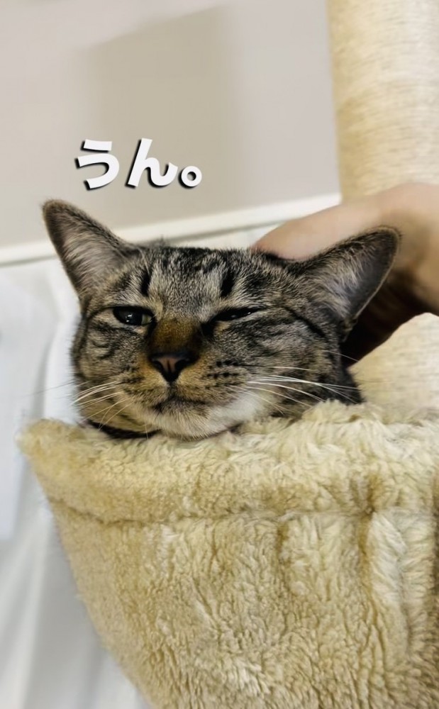 飼い主さんに頭を撫でられるキジトラ猫