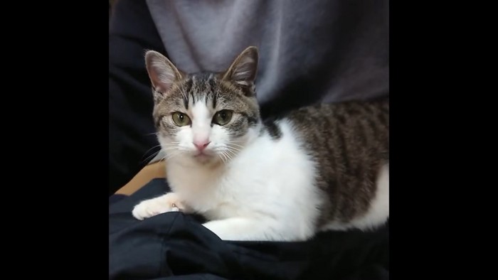 人のひざの上でくつろぐ子猫