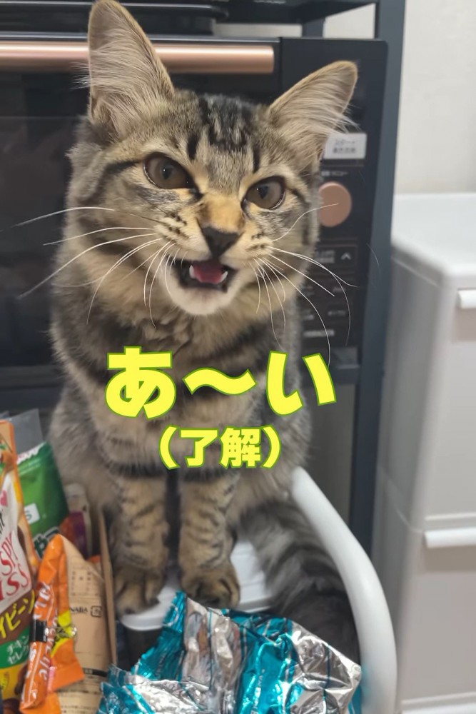少し横を向いて鳴く子猫