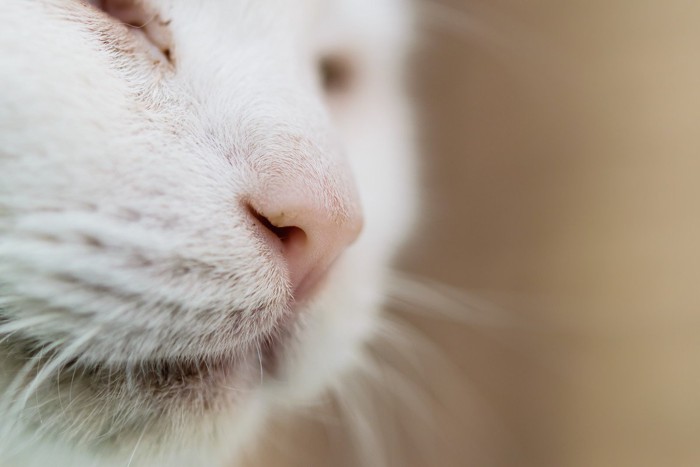 猫の鼻のアップ