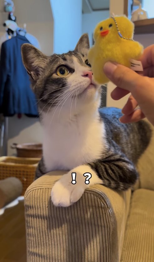 ぬいぐるみの近くで耳を上げている猫「!?」