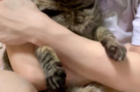 抱っこされている猫の前足