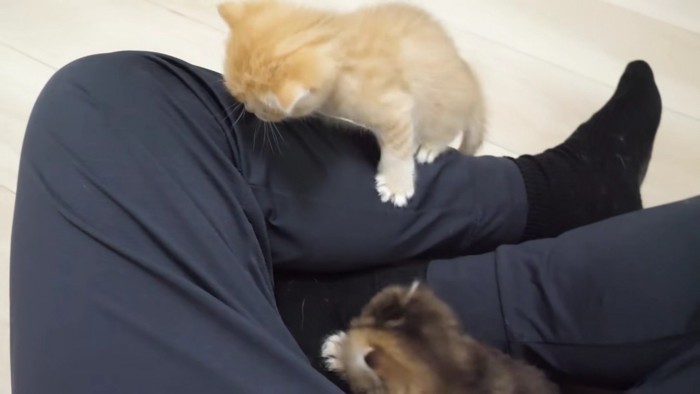 飼い主さんの膝に登り始めた赤ちゃん猫