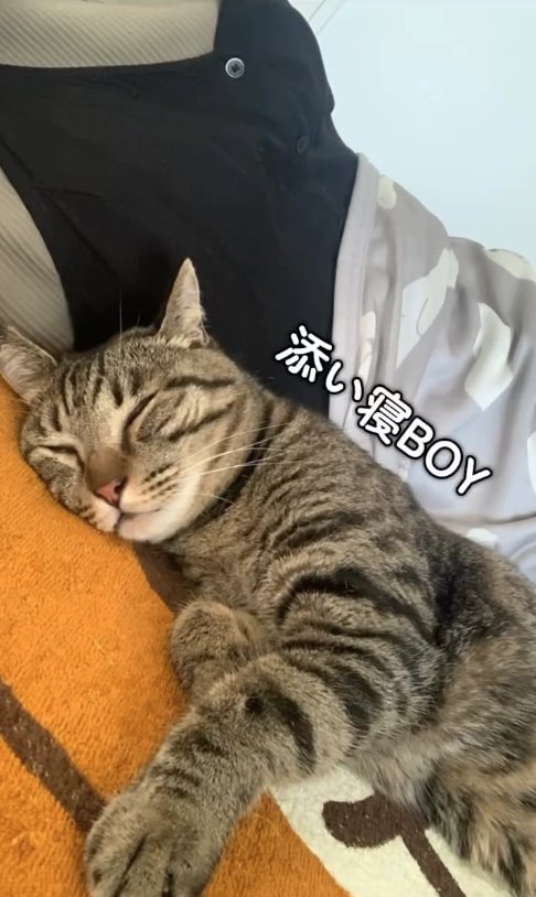 飼い主にくっついて寝ている猫
