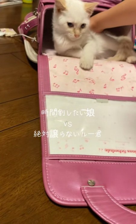 ランドセルの中にいる猫と出そうとする女の子