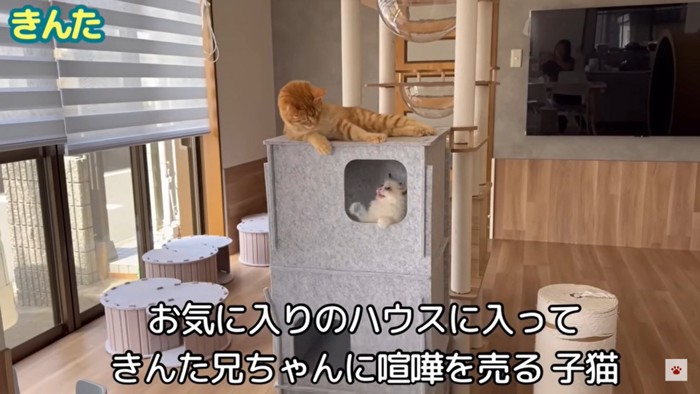 猫に喧嘩を売る子猫